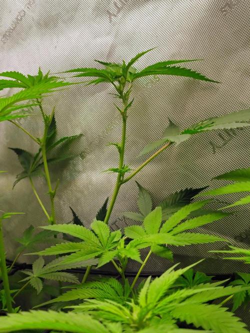 No Training Wheels by TerpFi3nd. Week 10