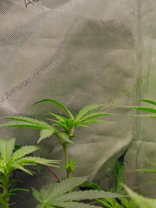 No Training Wheels by TerpFi3nd. Week 10