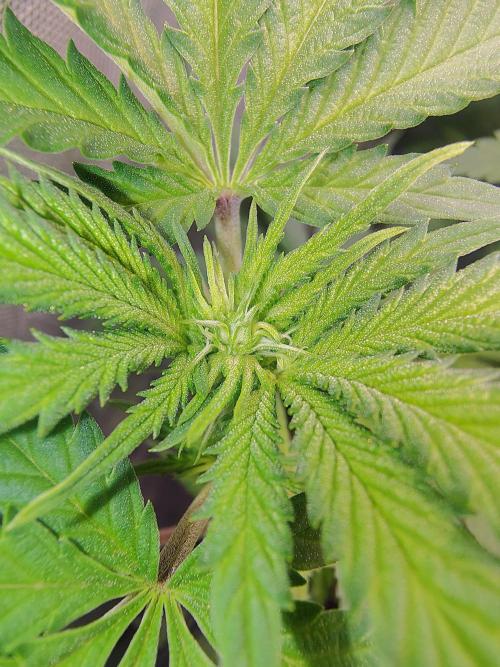 No Training Wheels by TerpFi3nd. Week 10