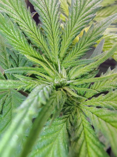 No Training Wheels by TerpFi3nd. Week 10