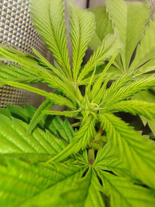 No Training Wheels by TerpFi3nd. Week 10