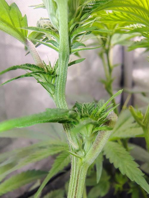 No Training Wheels by TerpFi3nd. Week 10