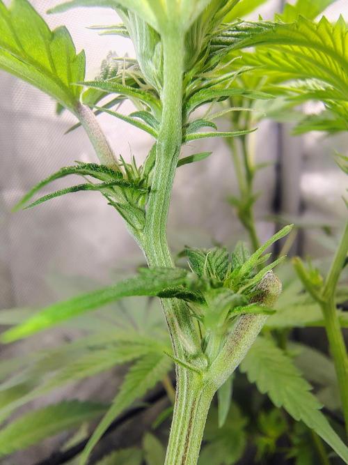 No Training Wheels by TerpFi3nd. Week 10