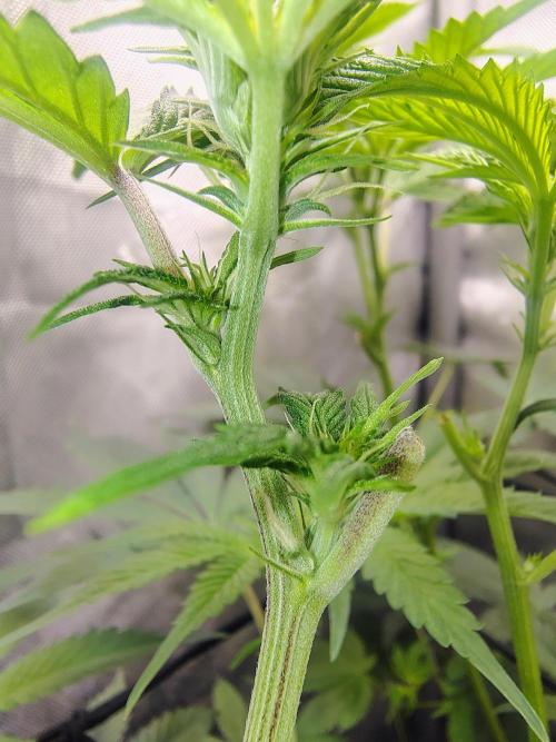 No Training Wheels by TerpFi3nd. Week 10