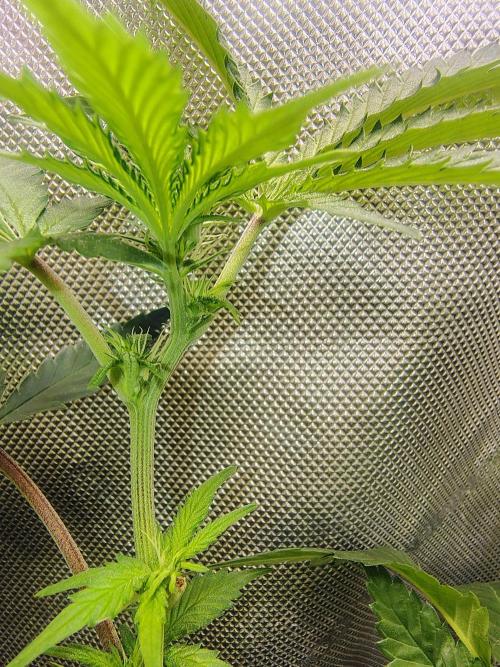 No Training Wheels by TerpFi3nd. Week 10