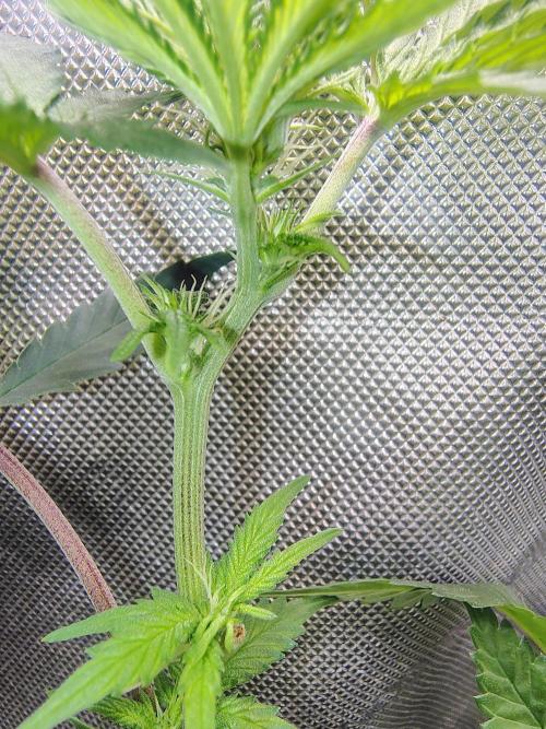 No Training Wheels by TerpFi3nd. Week 10