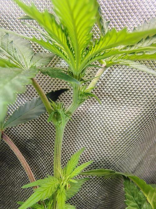 No Training Wheels by TerpFi3nd. Week 10