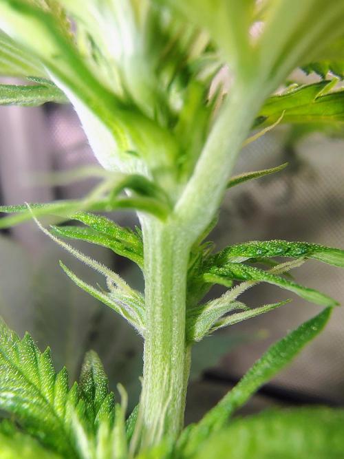 No Training Wheels by TerpFi3nd. Week 10