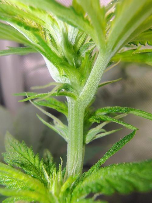 No Training Wheels by TerpFi3nd. Week 10