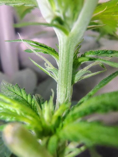 No Training Wheels by TerpFi3nd. Week 10