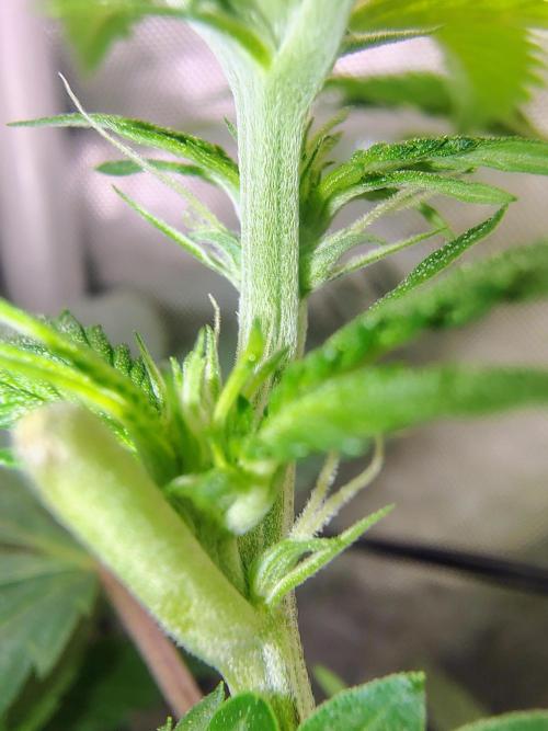 No Training Wheels by TerpFi3nd. Week 10