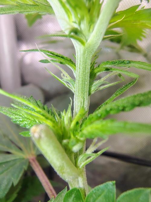 No Training Wheels by TerpFi3nd. Week 10