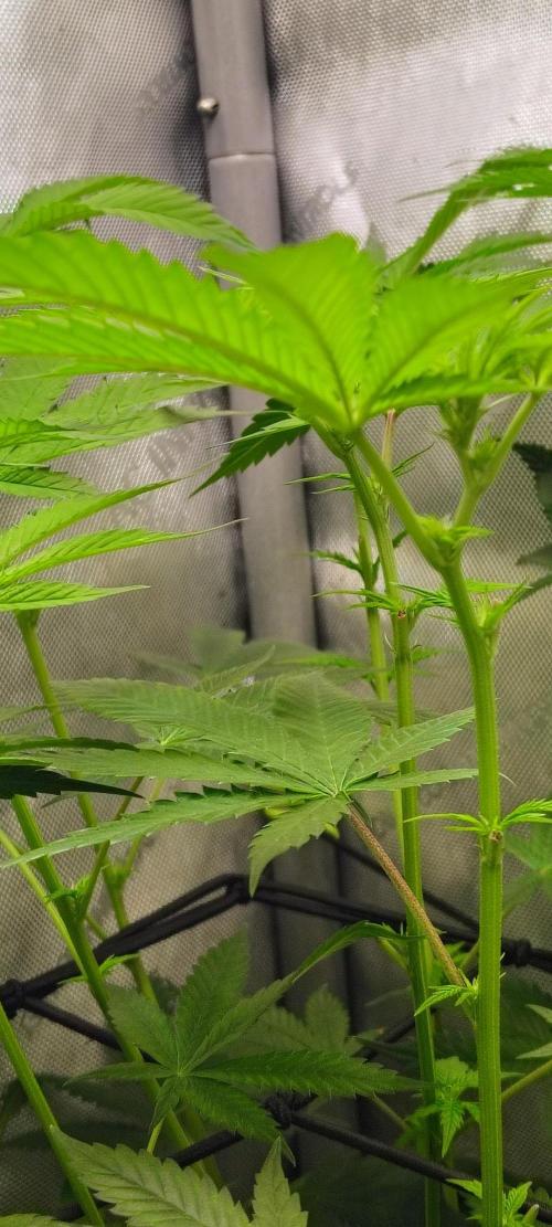 No Training Wheels by TerpFi3nd. Week 10