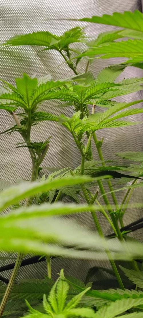 No Training Wheels by TerpFi3nd. Week 10