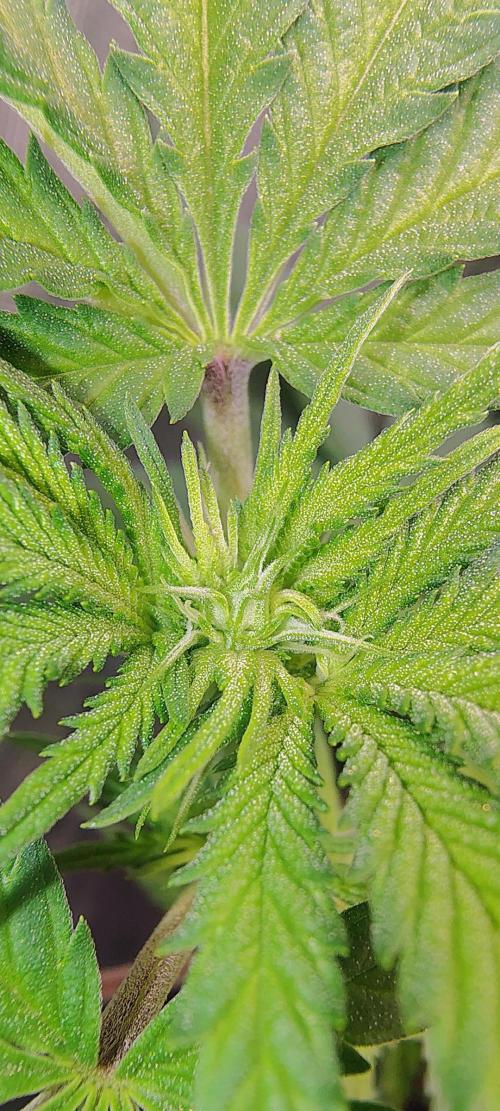 No Training Wheels by TerpFi3nd. Week 10