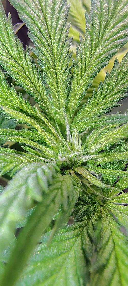 No Training Wheels by TerpFi3nd. Week 10