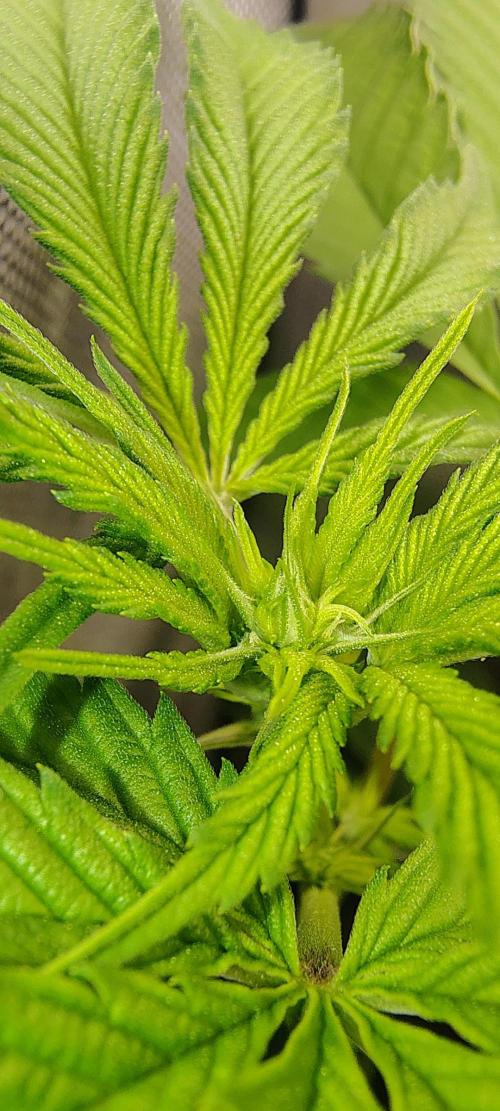 No Training Wheels by TerpFi3nd. Week 10