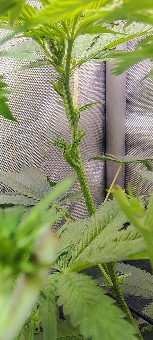 No Training Wheels by TerpFi3nd. Week 10