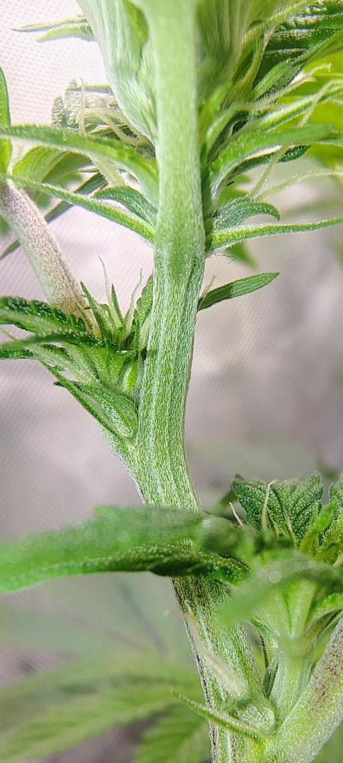 No Training Wheels by TerpFi3nd. Week 10