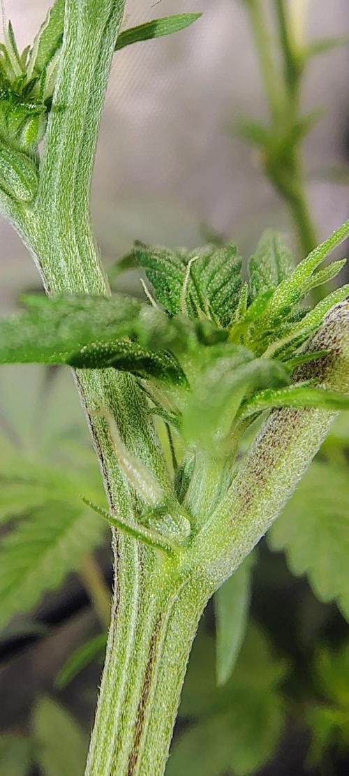 No Training Wheels by TerpFi3nd. Week 10