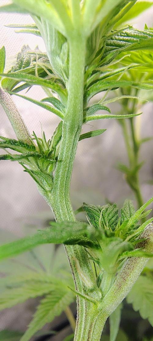 No Training Wheels by TerpFi3nd. Week 10