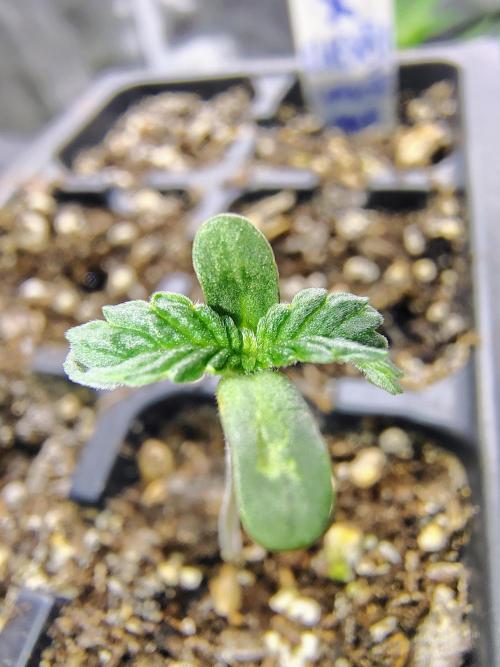 NY CHEESECAKE X CHERRY CHEESECAKE. Week 1