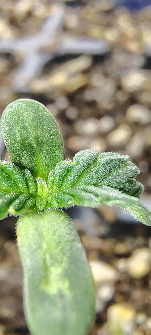 NY CHEESECAKE X CHERRY CHEESECAKE. Week 1