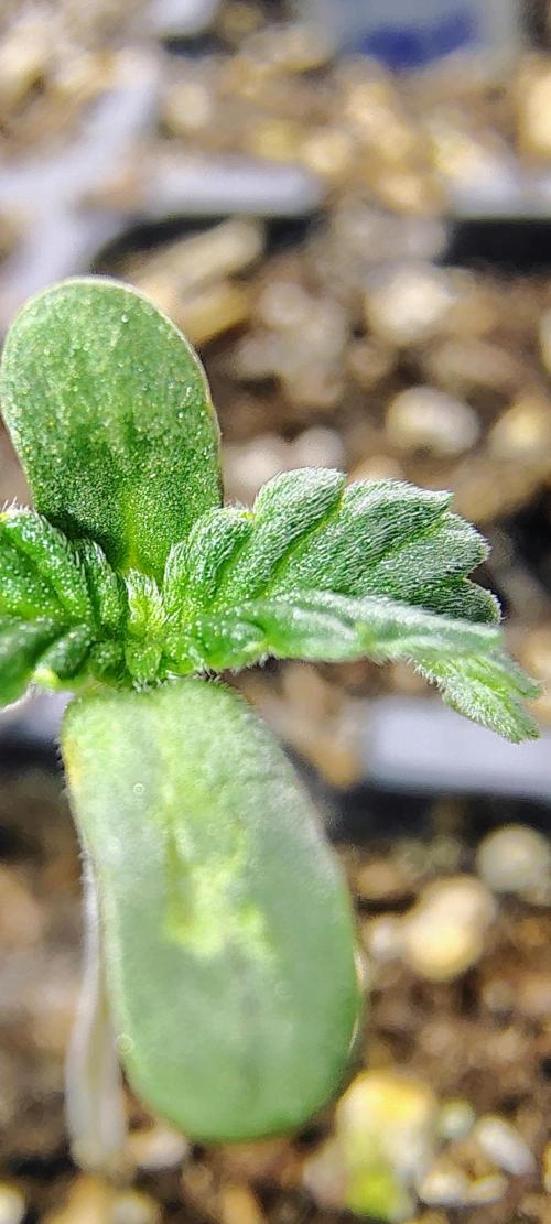 NY CHEESECAKE X CHERRY CHEESECAKE. Week 1