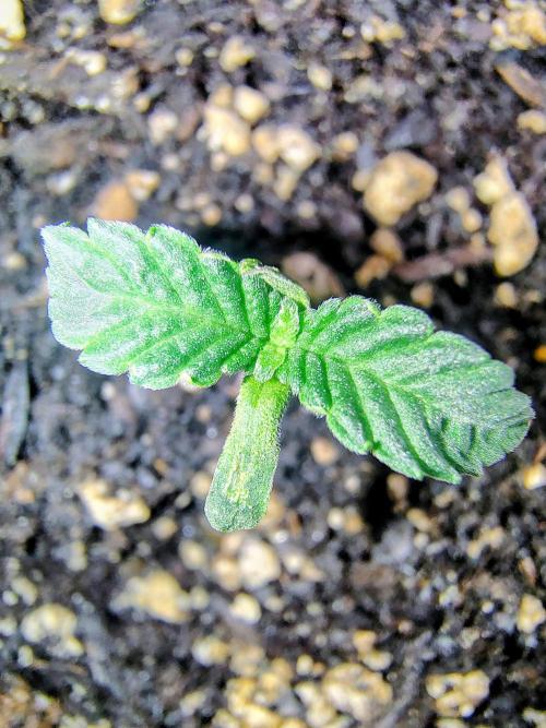 NY CHEESECAKE X CHERRY CHEESECAKE. Week 1