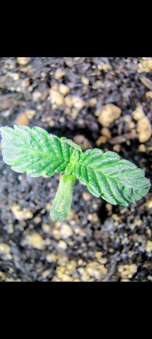 NY CHEESECAKE X CHERRY CHEESECAKE. Week 1