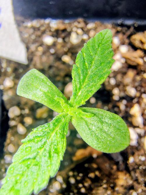 Trop Cookies X Melonade. Week 0