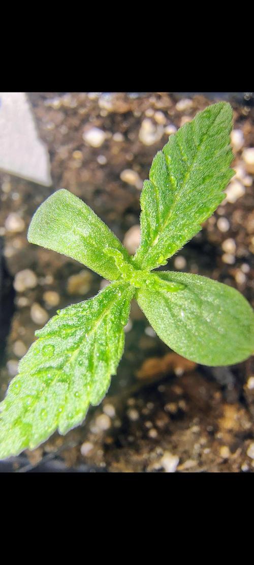 Trop Cookies X Melonade. Week 0