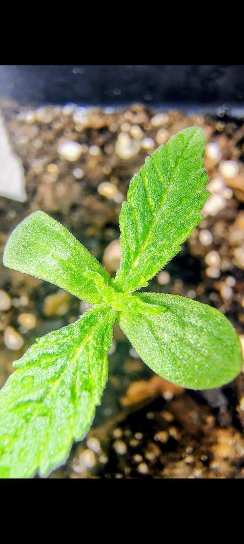 Trop Cookies X Melonade. Week 0