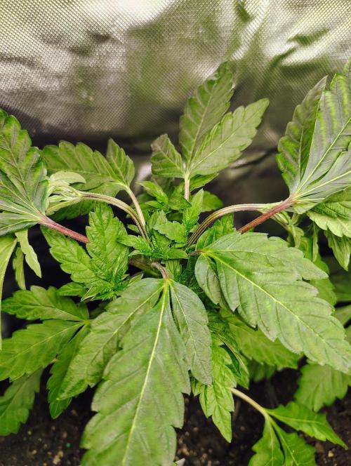 APPLENAUT (Dirty Sanchez X Wedding Cake). Week 11