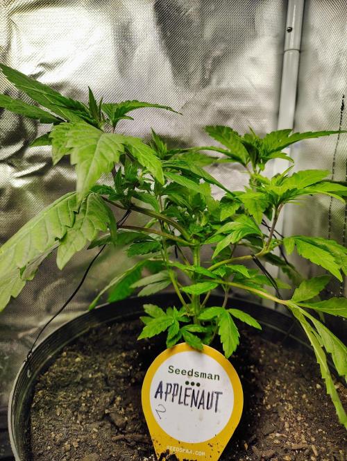 APPLENAUT (Dirty Sanchez X Wedding Cake). Week 11