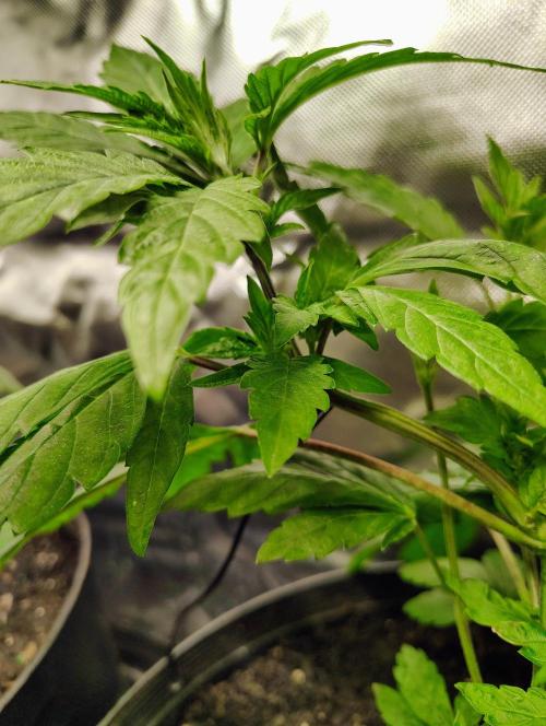 APPLENAUT (Dirty Sanchez X Wedding Cake). Week 11