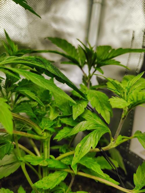 APPLENAUT (Dirty Sanchez X Wedding Cake). Week 11