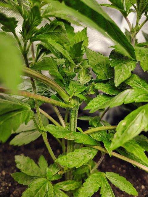 APPLENAUT (Dirty Sanchez X Wedding Cake). Week 11