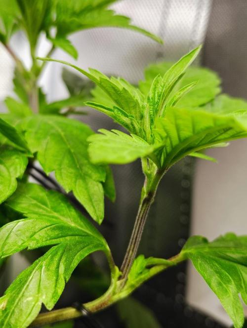 APPLENAUT (Dirty Sanchez X Wedding Cake). Week 11