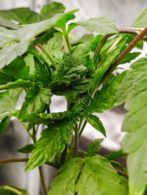 APPLENAUT (Dirty Sanchez X Wedding Cake). Week 11