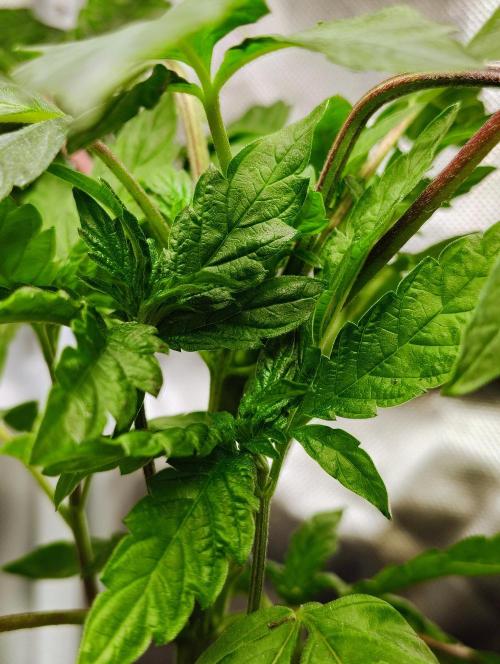 APPLENAUT (Dirty Sanchez X Wedding Cake). Week 11