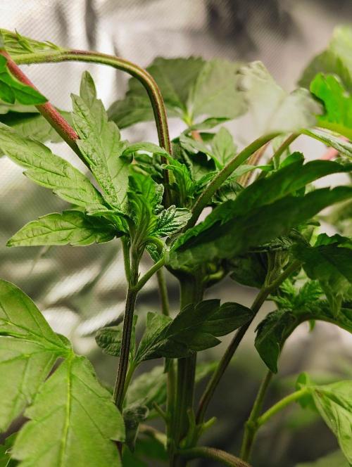 APPLENAUT (Dirty Sanchez X Wedding Cake). Week 11