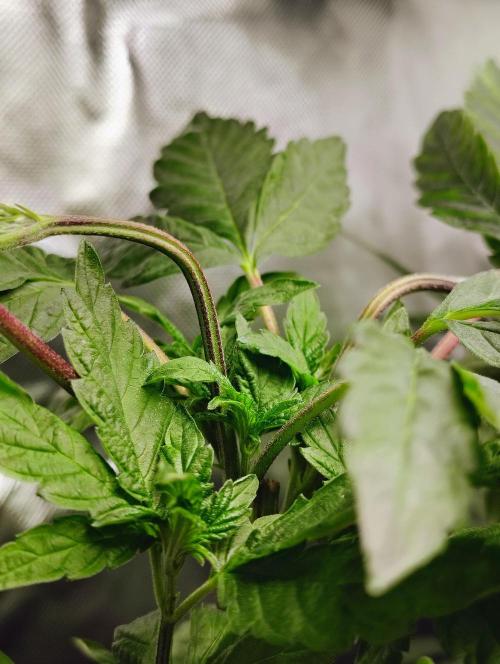 APPLENAUT (Dirty Sanchez X Wedding Cake). Week 11