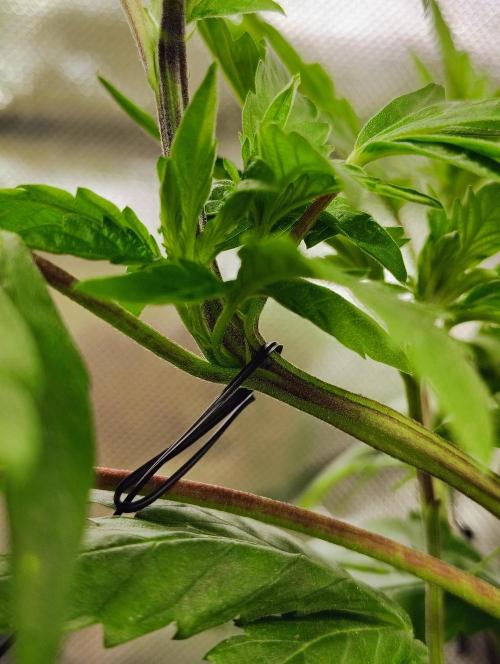 APPLENAUT (Dirty Sanchez X Wedding Cake). Week 11