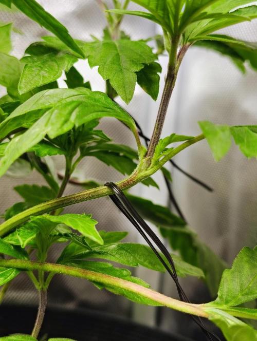 APPLENAUT (Dirty Sanchez X Wedding Cake). Week 11