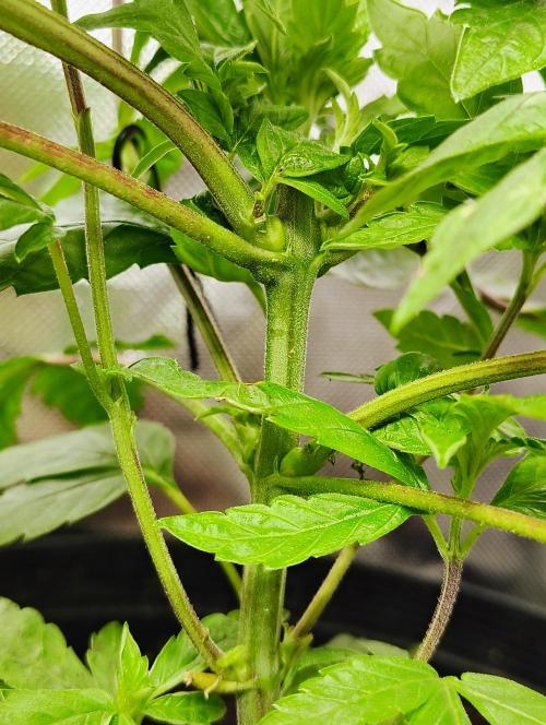 APPLENAUT (Dirty Sanchez X Wedding Cake). Week 11