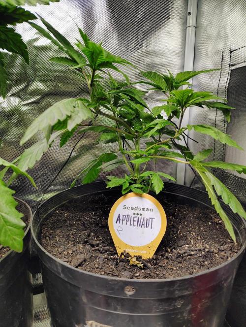 APPLENAUT (Dirty Sanchez X Wedding Cake). Week 11