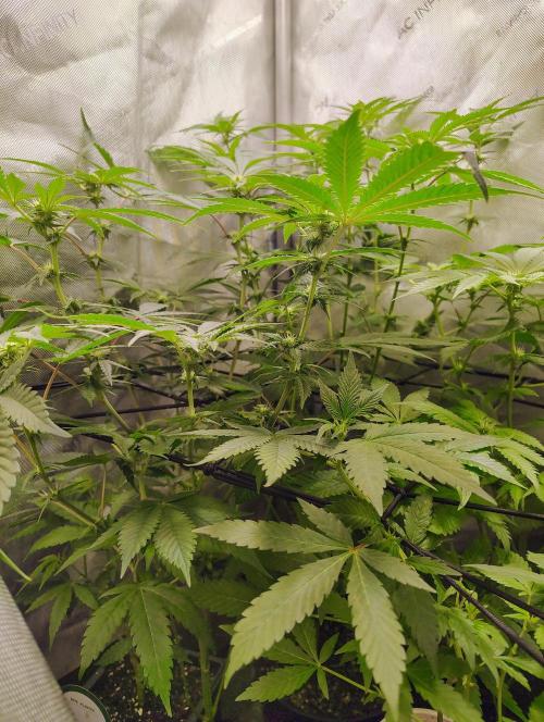 No Training Wheels by TerpFi3nd. Week 11