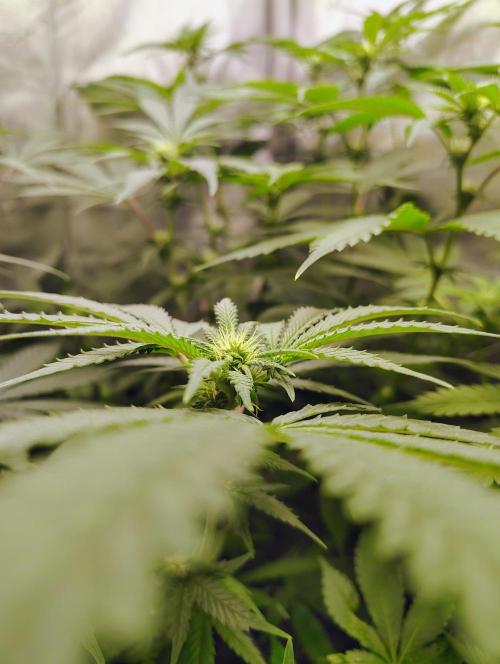 No Training Wheels by TerpFi3nd. Week 11