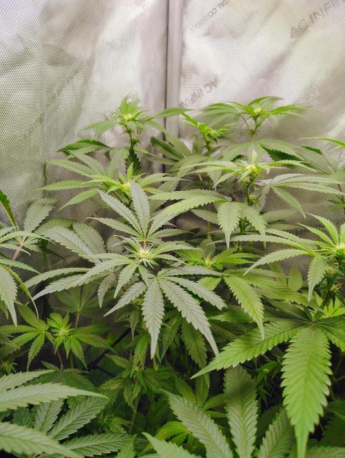 No Training Wheels by TerpFi3nd. Week 11